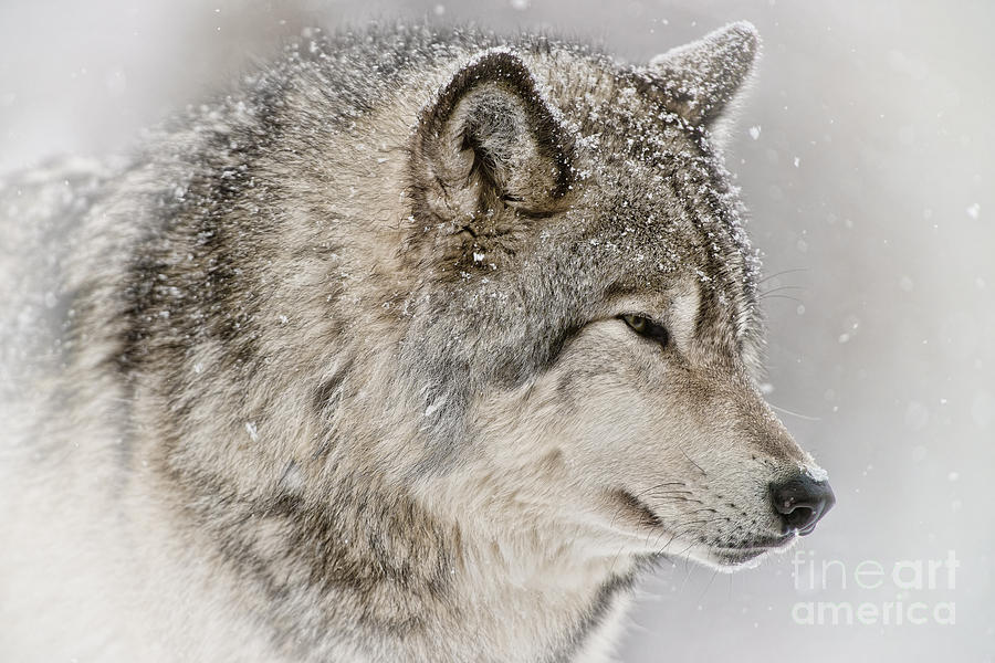 Timber Wolf by Michael Cummings Timber Wolf by Michael Cummings