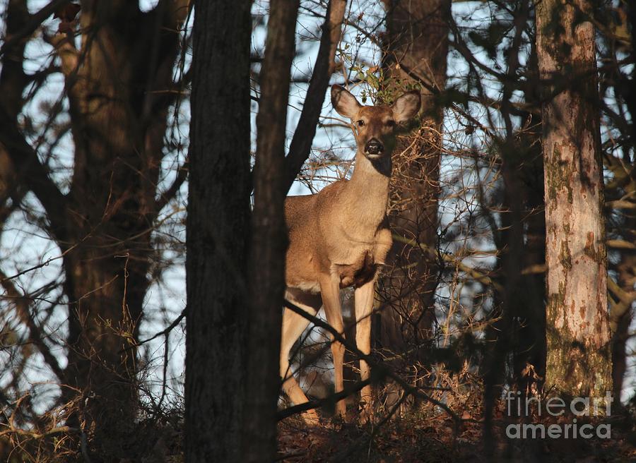 White-tailed Deer #48 Photograph by Jack R Brock