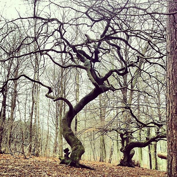 Tree Photograph - Instagram Photo #481365683900 by Chokolars Sorensen