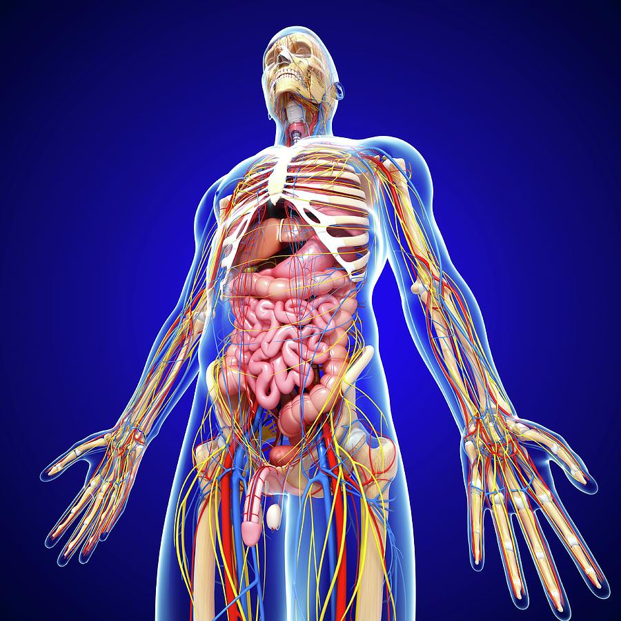 Male Anatomy Photograph by Pixologicstudio/science Photo Library - Fine ...