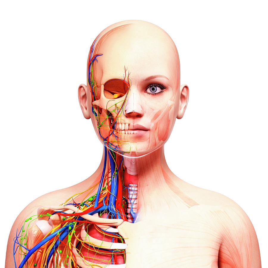 Female Anatomy By Pixologicstudio Science Photo Library