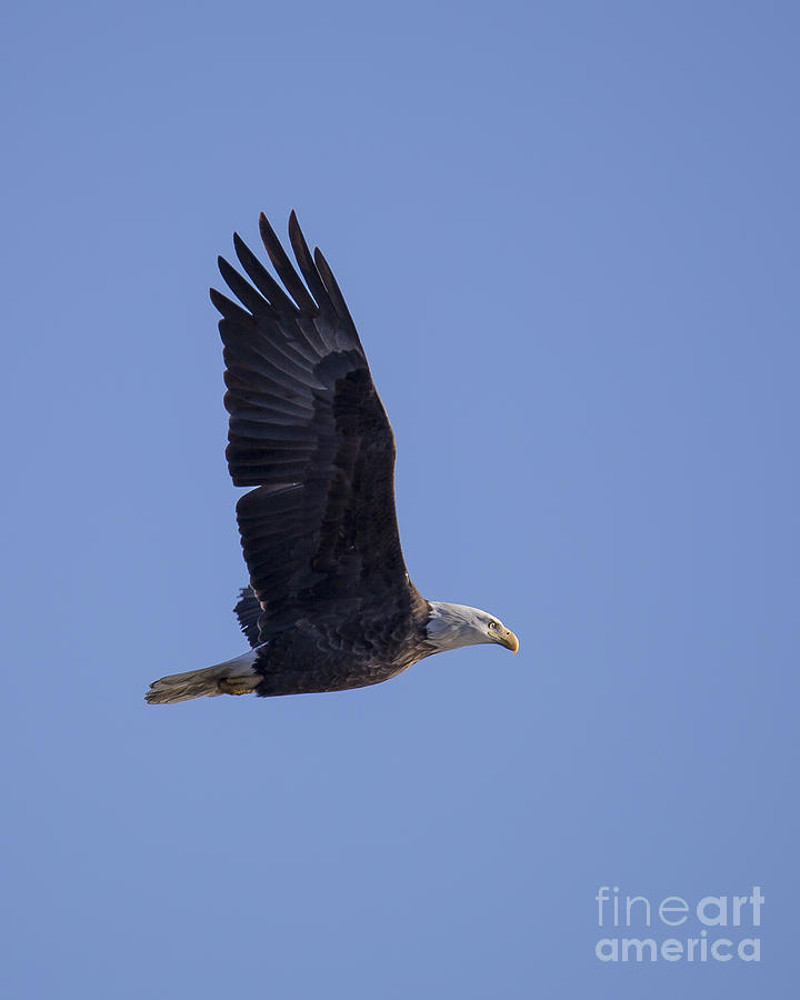 Bald Eagle in Le Claire Iowa Photograph by Twenty Two North Photography