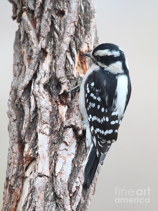 Downy Woodpecker #49 Photograph by Jack R Brock
