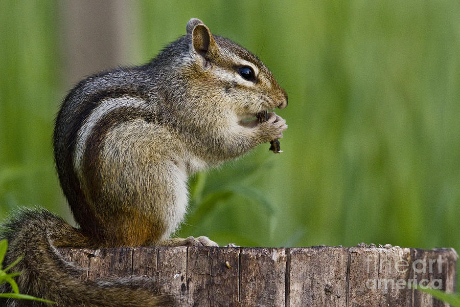 Nature Photograph - Eastern Chipmunk #49 by Linda Freshwaters Arndt