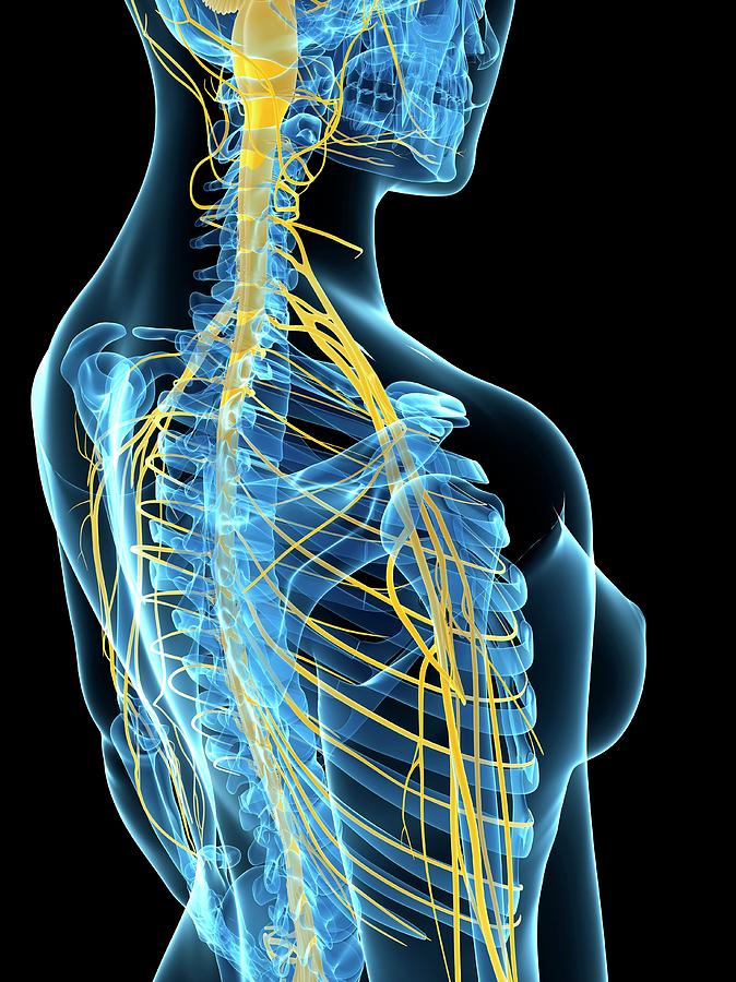 Female Nervous System Photograph By Sciepro Science Photo Library - Pixels