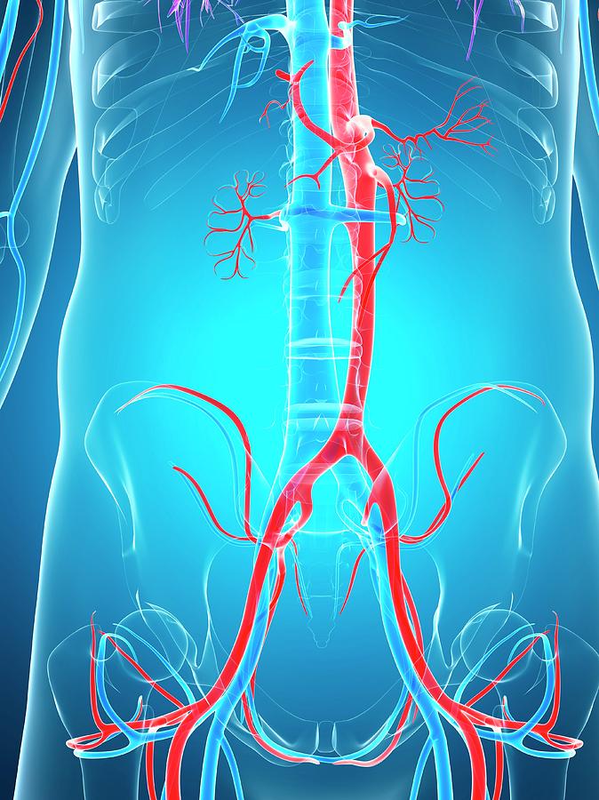 Human Vascular System Photograph by Sebastian Kaulitzki - Pixels