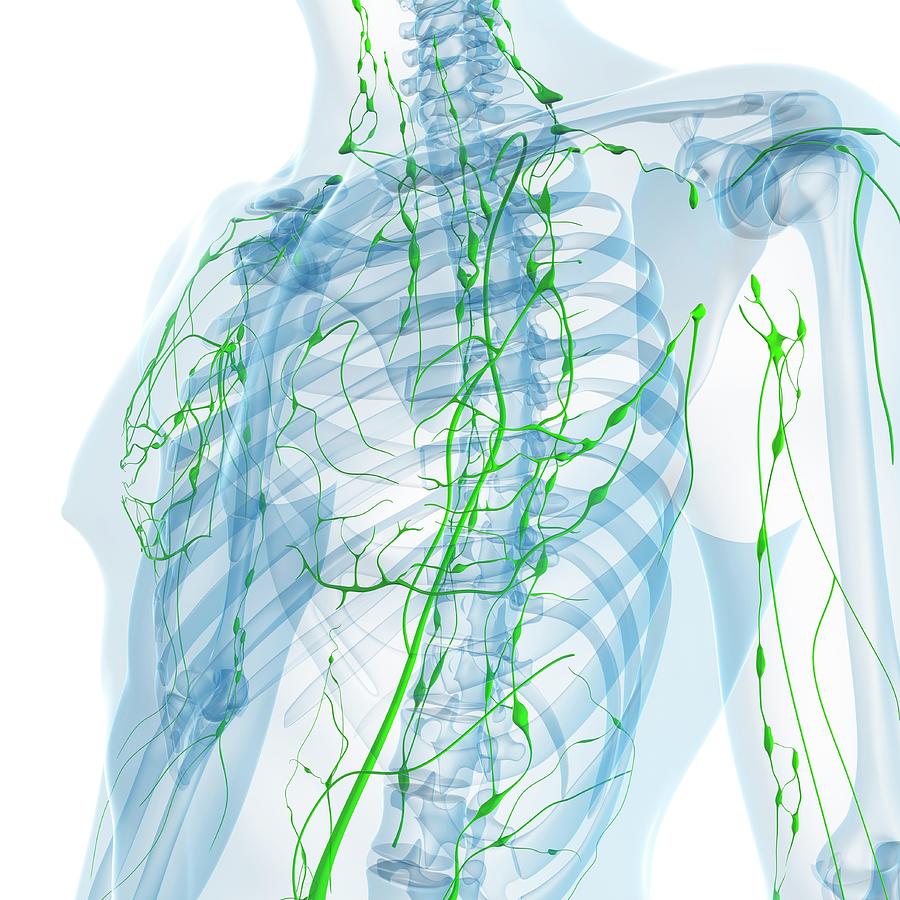 Lymphatic System Photograph by Sciepro/science Photo Library