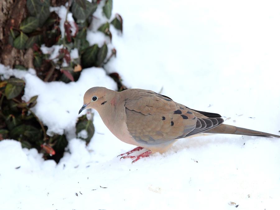 Mourning Dove #49 Photograph by Jack R Brock