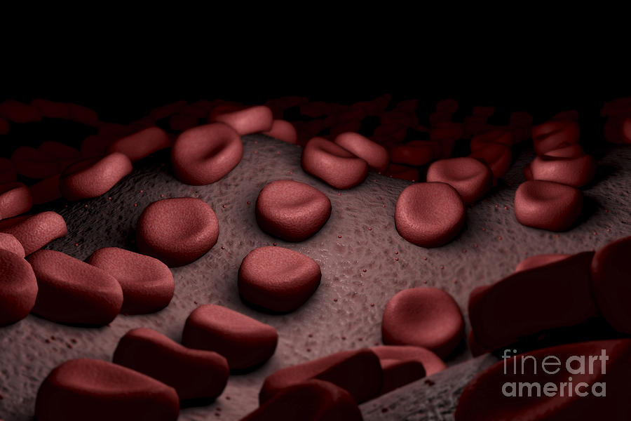 Red Blood Cells #49 Photograph by Science Picture Co