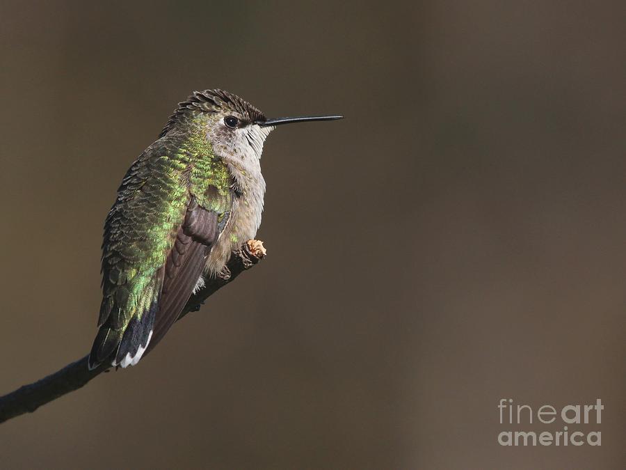 Ruby-throated Hummingbird #49 Photograph by Jack R Brock