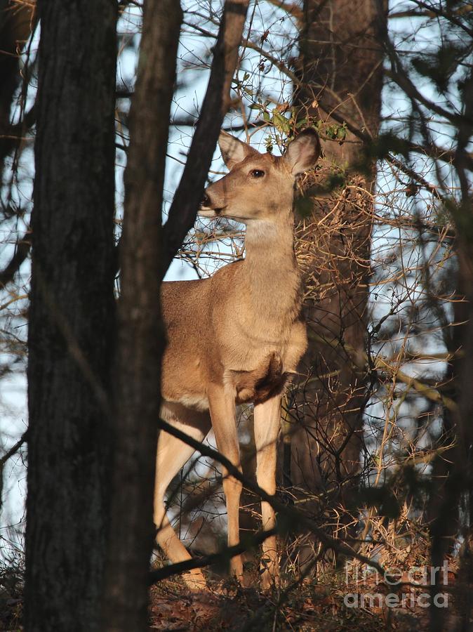 White-tailed Deer #49 Photograph by Jack R Brock