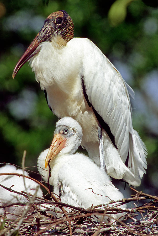 Wood Storks #49 Photograph by Millard H. Sharp