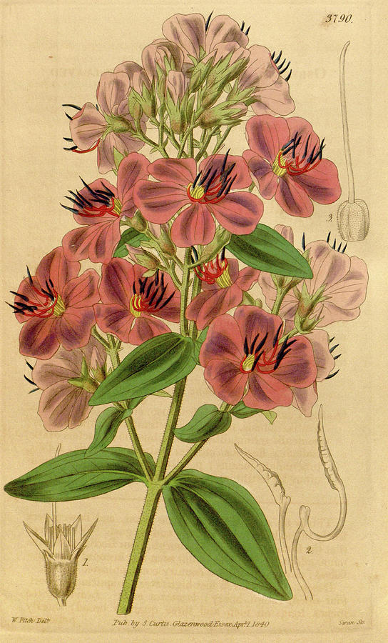 Botanical Print By Walter Hood Fitch 1817 – 1892 Drawing by Quint Lox ...