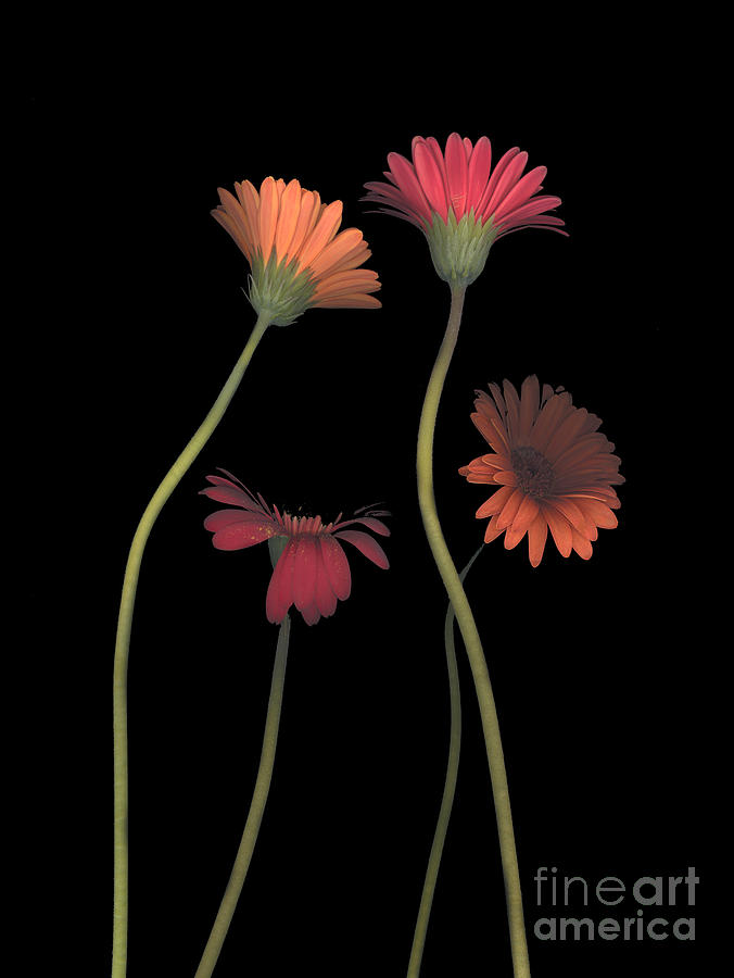 4Daisies on Stems Photograph by Heather Kirk