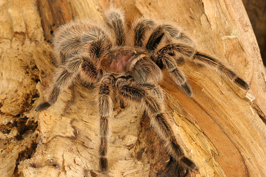 Chilean Rose Hair Tarantula Photograph by John Bell