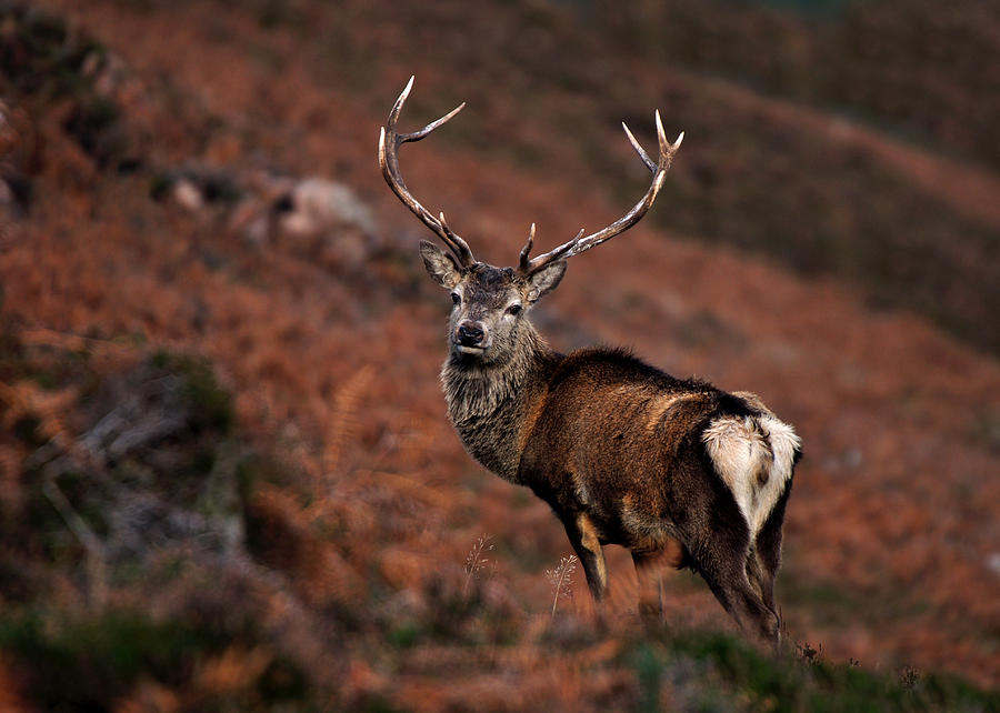    Red Deer Stag #5 Photograph by Gavin Macrae