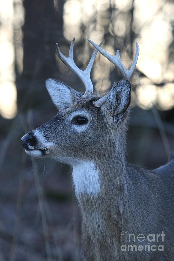 Deer Photograph - 8 Point Buck #5 by Ken Keener