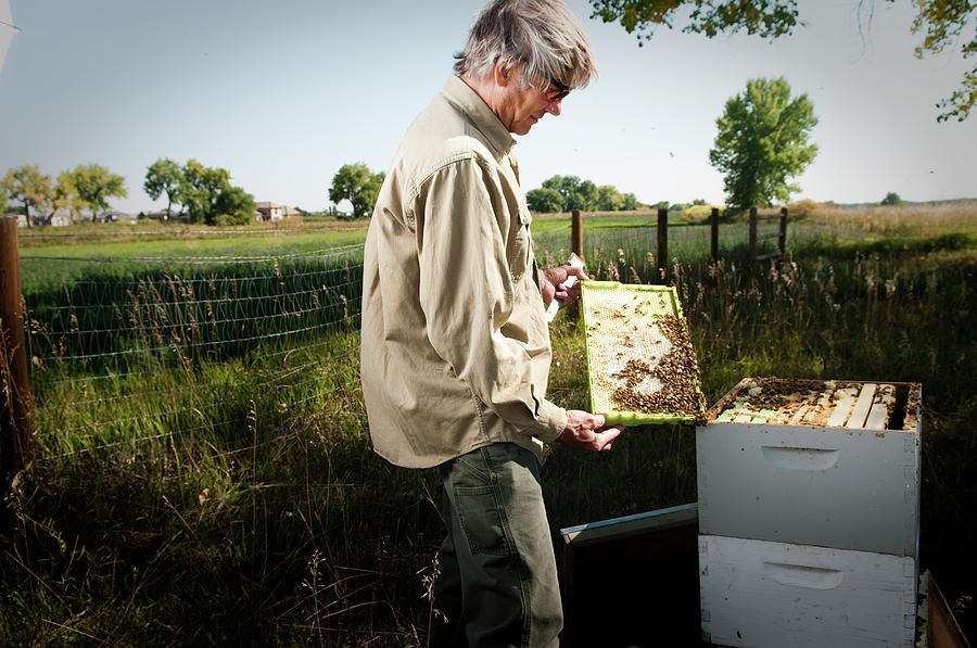Animal Photograph - A Bee Keeper Checks On The Health #5 by Randall Levensaler