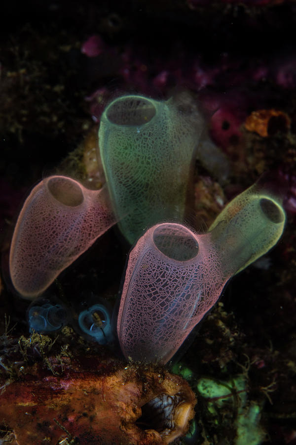 A Colorful Bouquet Of Tunicates Grows #5 Photograph by Ethan Daniels