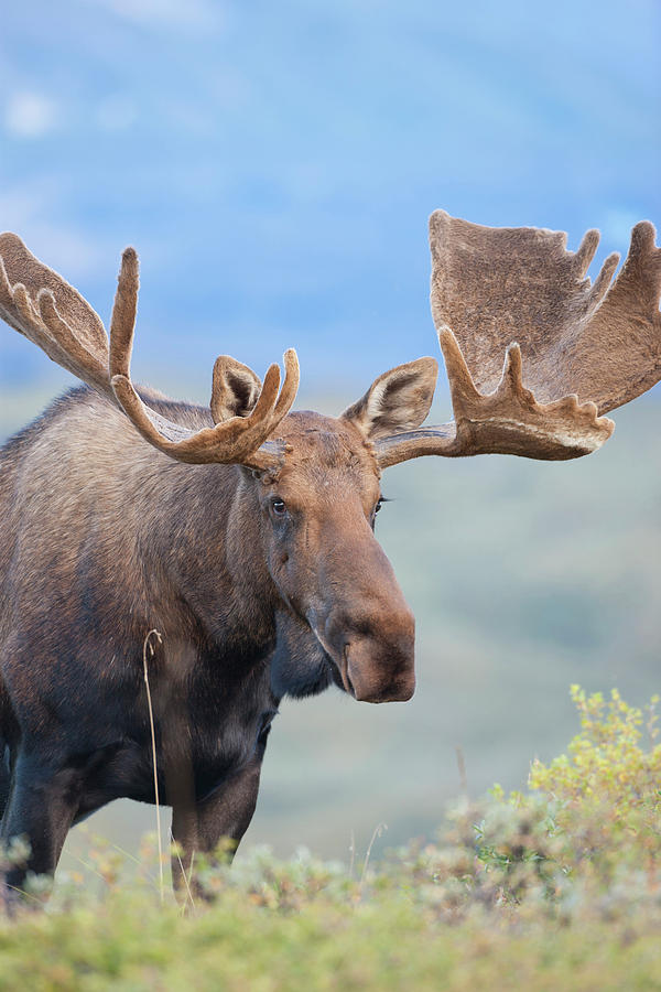 A Large Bull Moose Stands Among Willows Photograph by Hugh Rose | Fine ...