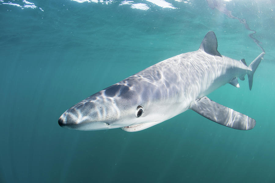 A Sleek Blue Shark Swimming Photograph