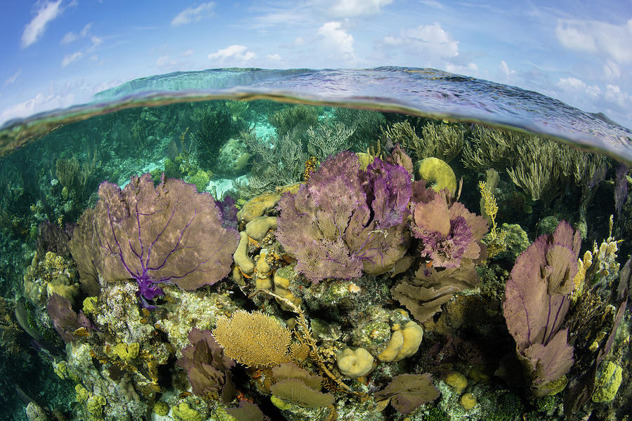 A Split Level View Of A Coral Reef #5 Photograph by Ethan Daniels