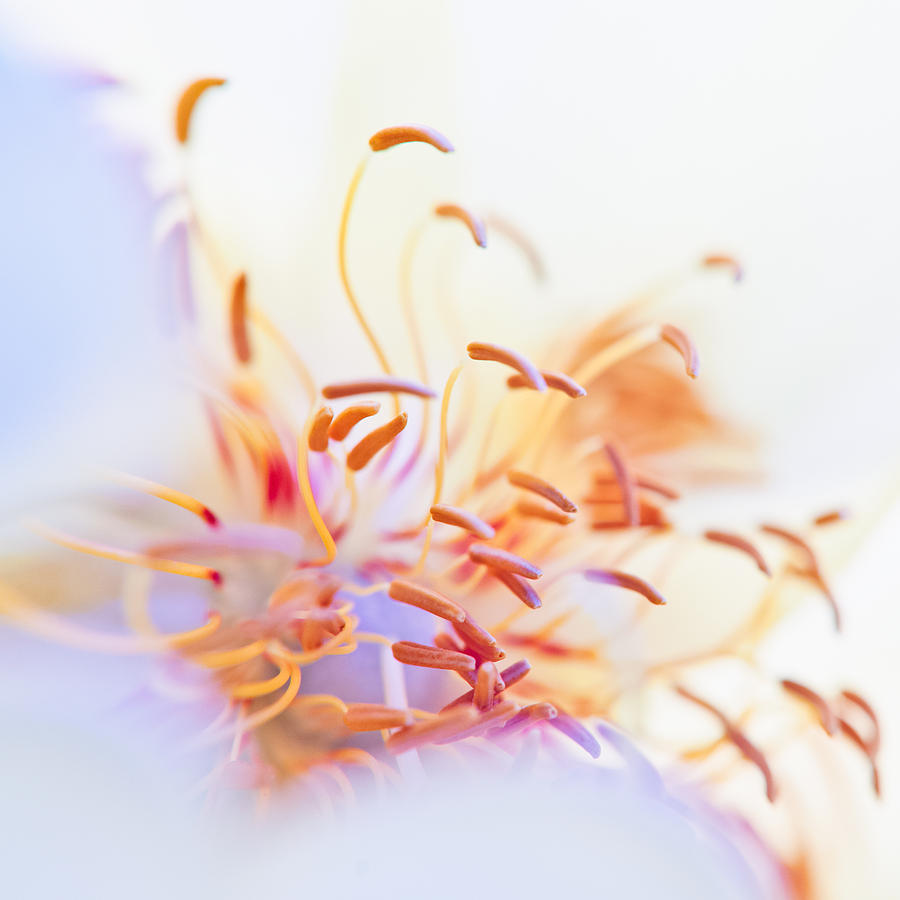 Abstract Flower #5 Photograph by U Schade