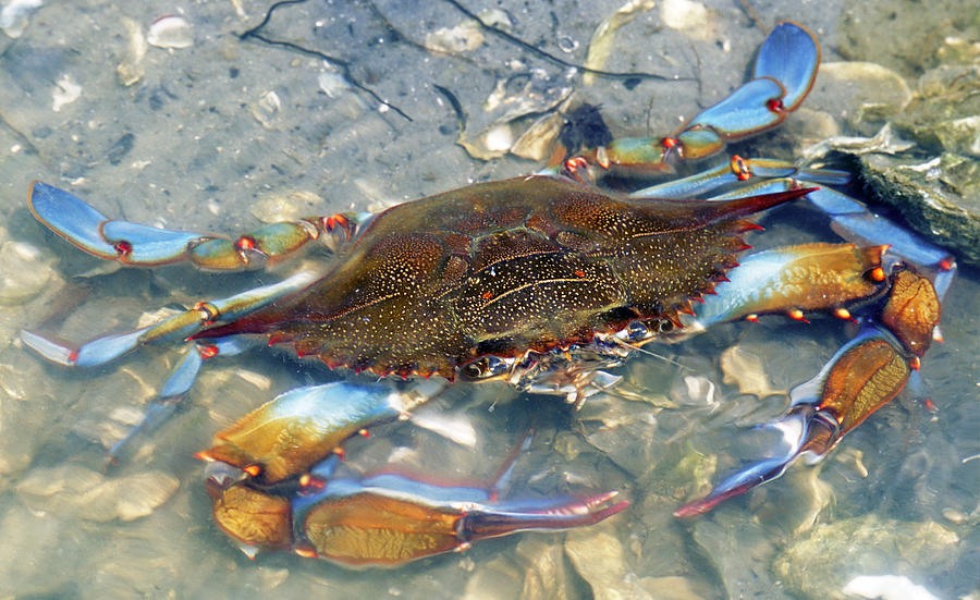 Adult Male Blue Crab #5 Photograph by Millard H Sharp