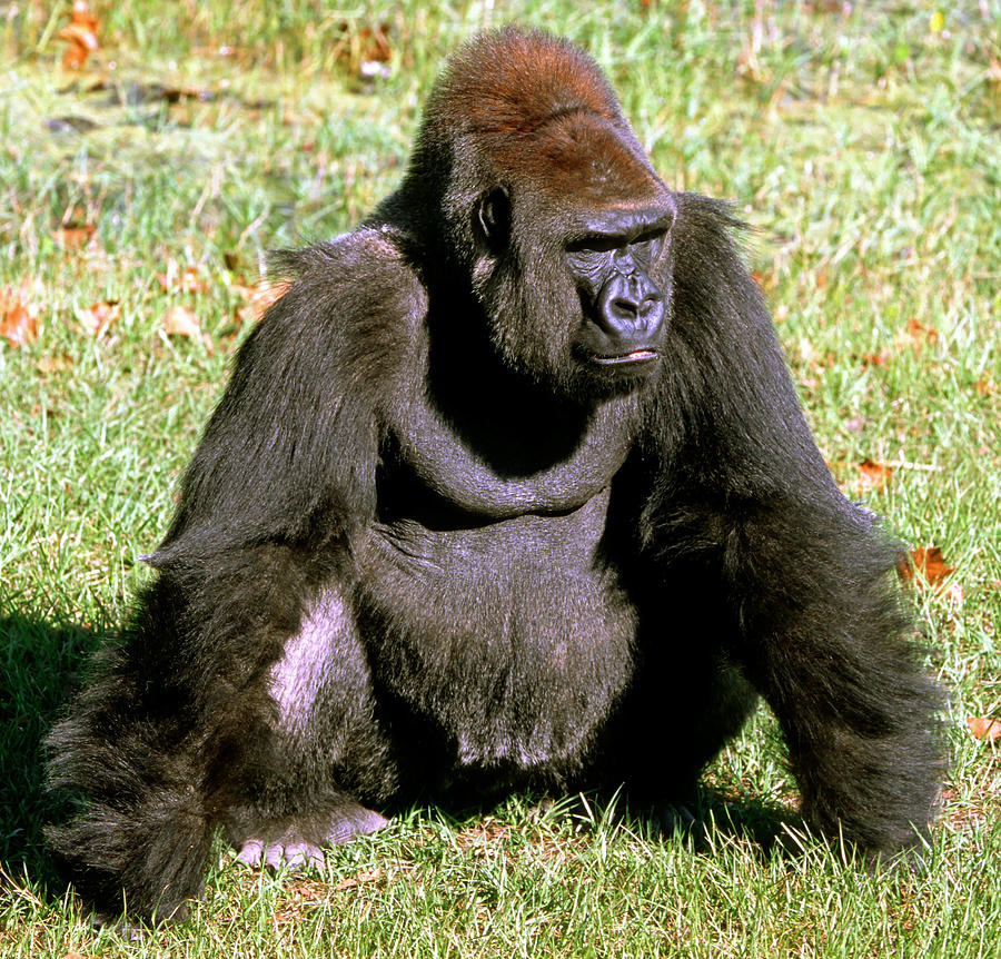 Adult Male Western Lowland Gorilla #5 Photograph by Millard H. Sharp
