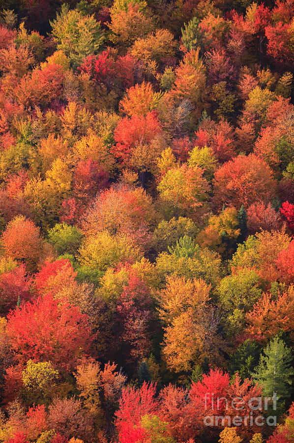 Aerial view of fall foliage in Vermont #5 Photograph by Don Landwehrle