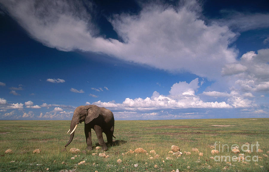 Elephant Photograph - African Bush Elephant #5 by Art Wolfe