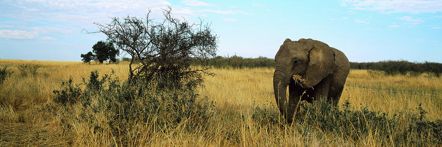 Wildlife Photograph - African Elephant Loxodonta Africana #5 by Animal Images