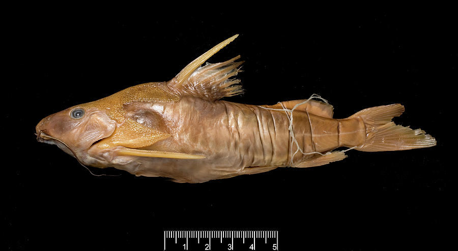 African Freshwater Catfish Specimen #5 Photograph by Natural History Museum, London/science Photo Library
