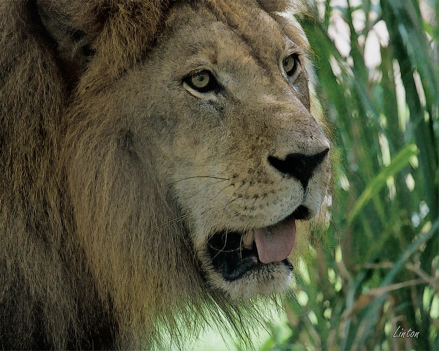 African Lion #5 Digital Art by Larry Linton