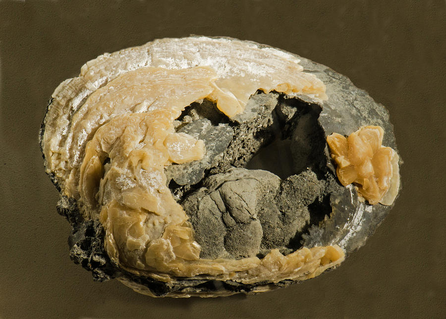 Agatized Fossil Clam #5 Photograph by Millard H. Sharp