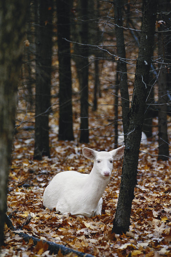 Albino White-tailed Deer #5 Photograph by Thomas And Pat Leeson