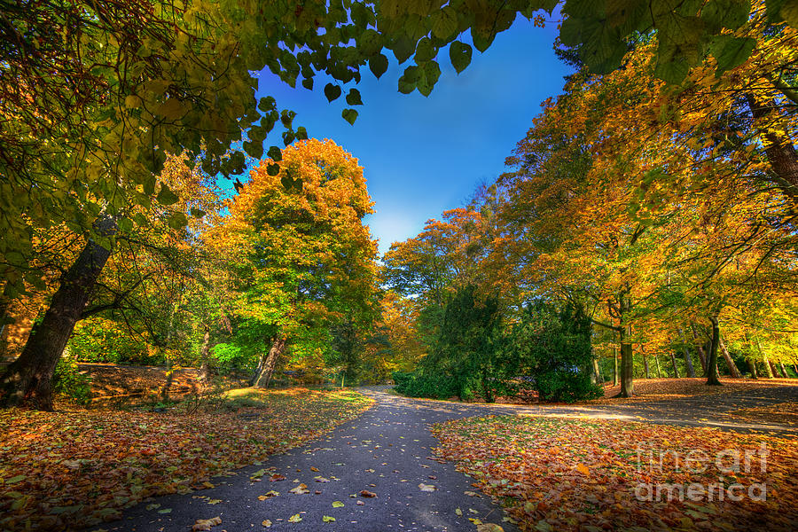 Fall Photograph - Alley with falling leaves in fall park #5 by Michal Bednarek