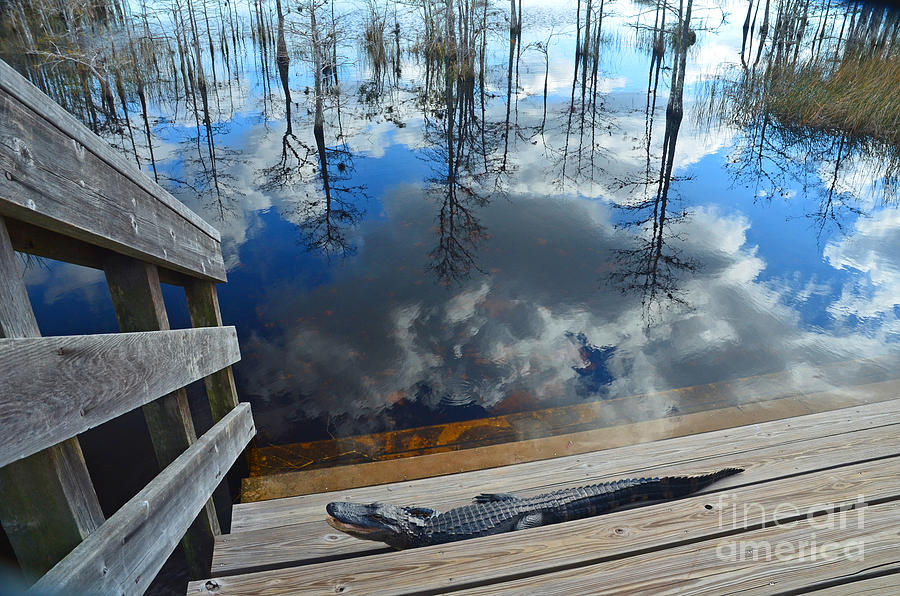 5- Alligator Photograph by Joseph Keane