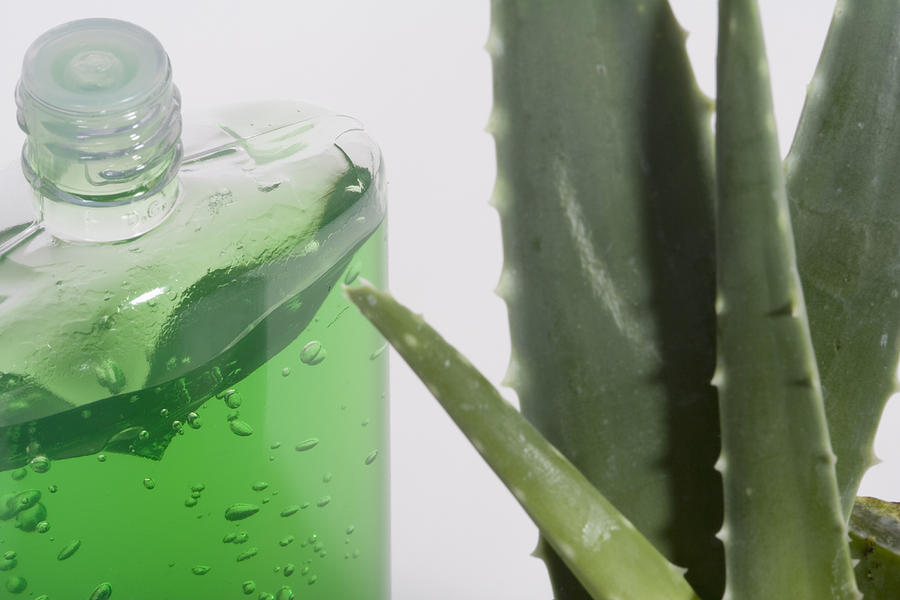 Aloe Vera Plant And Gel #5 Photograph by Science Stock Photography