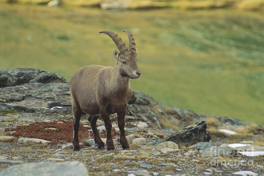 Animal Photograph - Alpine Ibex #5 by Art Wolfe
