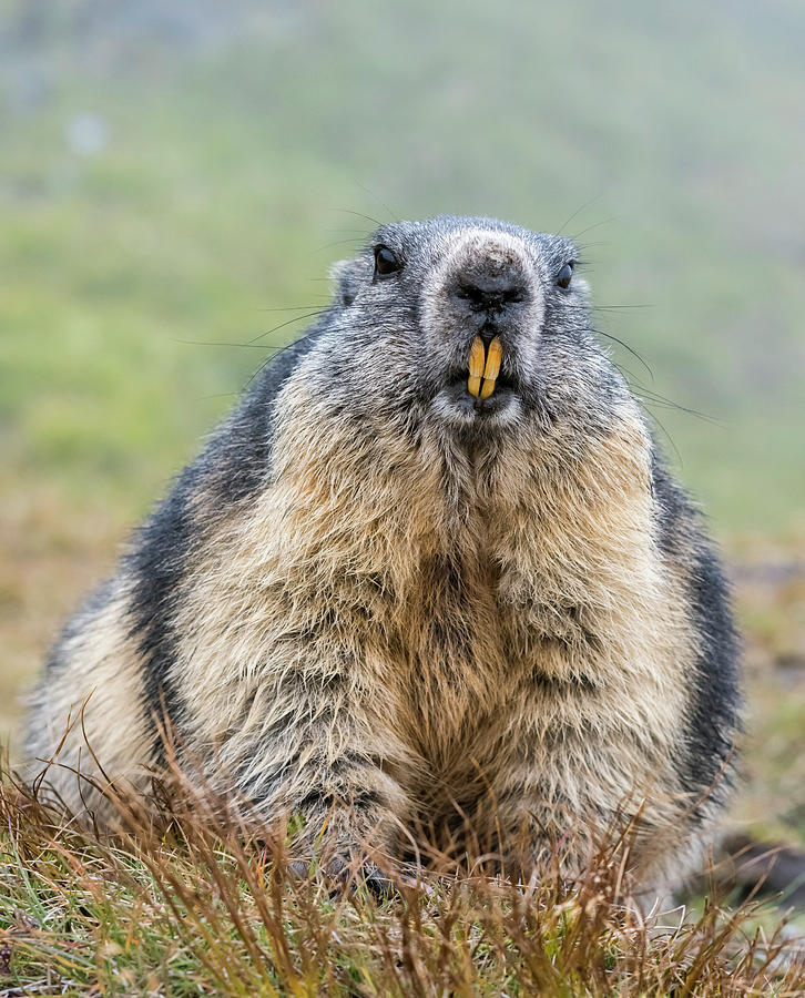 Alpine Marmot (marmota Marmota Photograph by Martin Zwick - Pixels