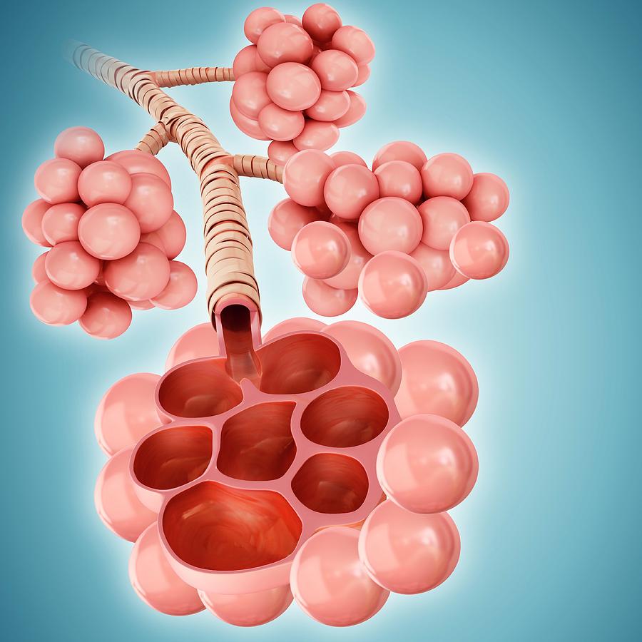 Alveoli #5 Photograph by Pixologicstudio/science Photo Library - Pixels