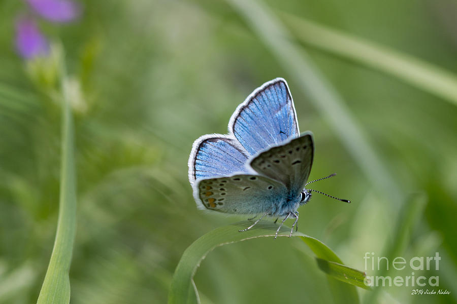 Amandas Blue Butterfly #8 Photograph by Jivko Nakev