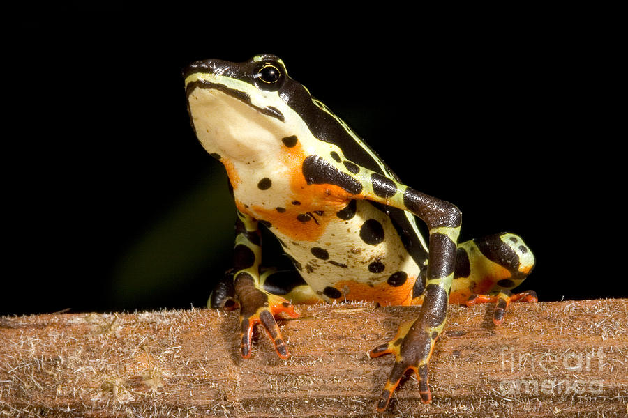 Amazon Harlequin Toad #5 Photograph by Gregory G. Dimijian, M.D.