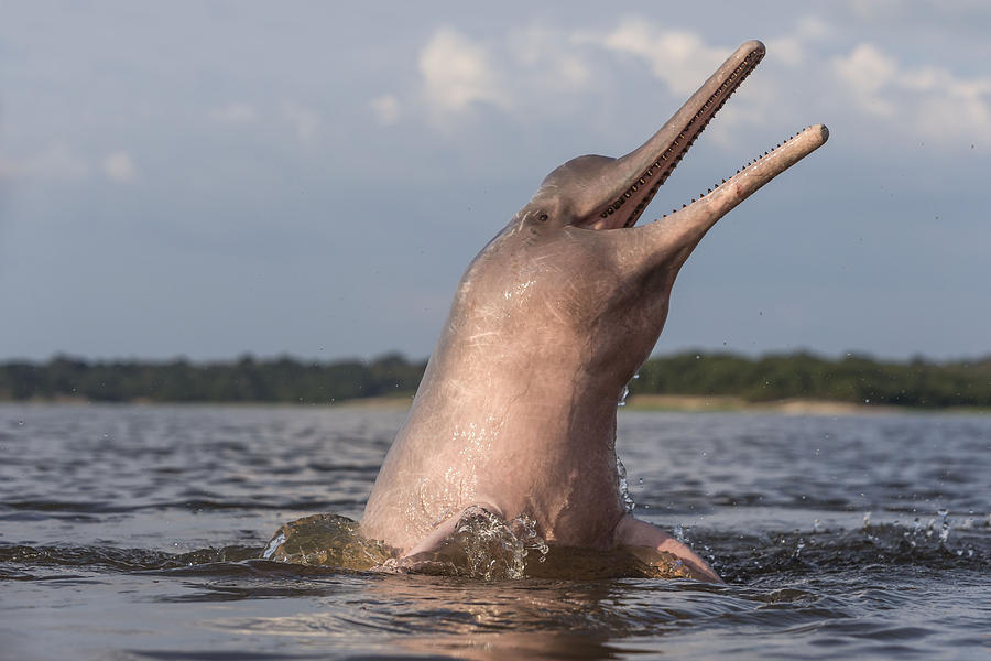Amazon River Dolphin #5 Photograph by M. Watson