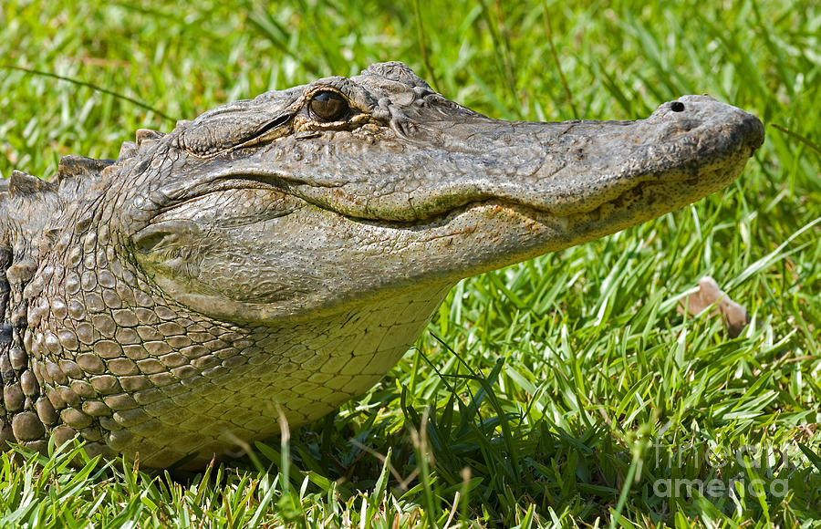 American Alligator #5 Photograph by Millard H. Sharp - Pixels