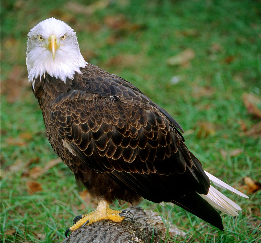 American Bald Eagle #5 Photograph by Millard H. Sharp