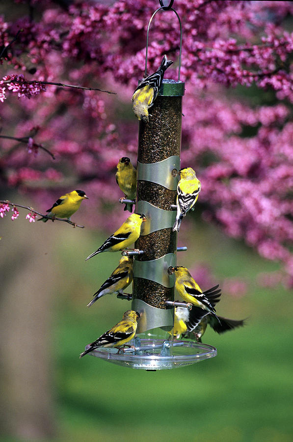 Finch Photograph - American Goldfinches (carduelis Tristis #5 by Richard and Susan Day