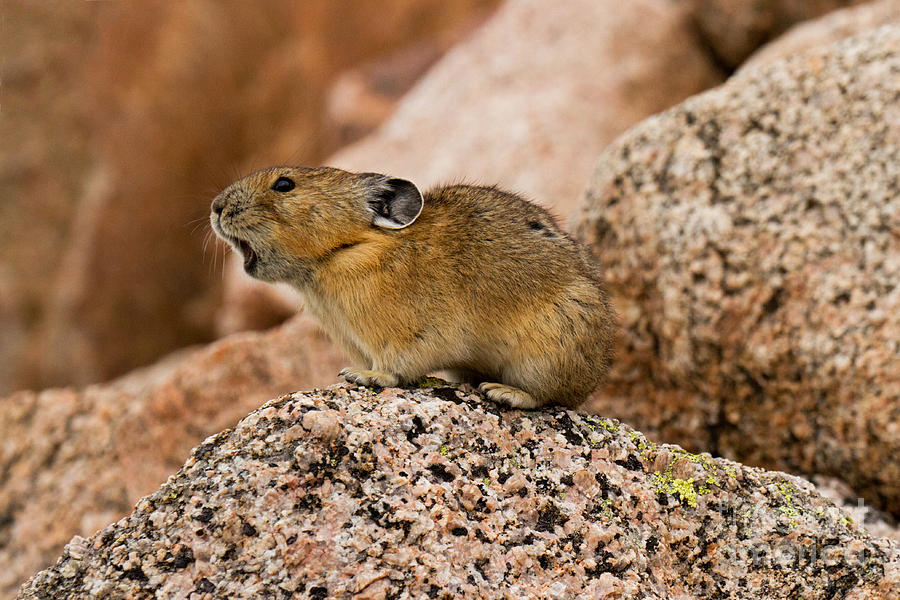 American Pika #5 Photograph by Fred Stearns