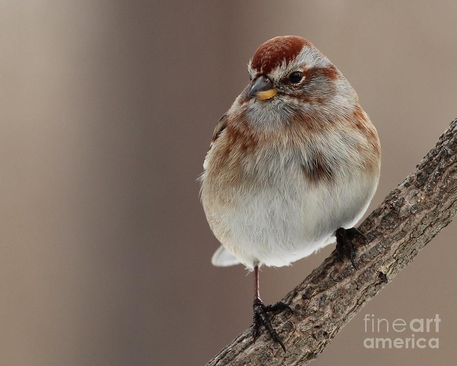 American Tree Sparrow #5 Photograph by Jack R Brock